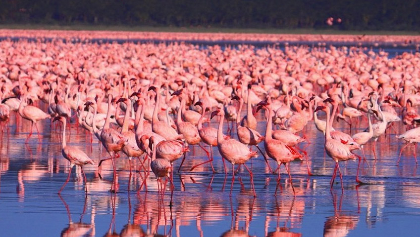 Enjoy the beauty of Lake Nakturu National Park